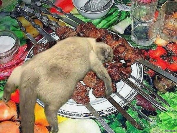 Кот шашлык