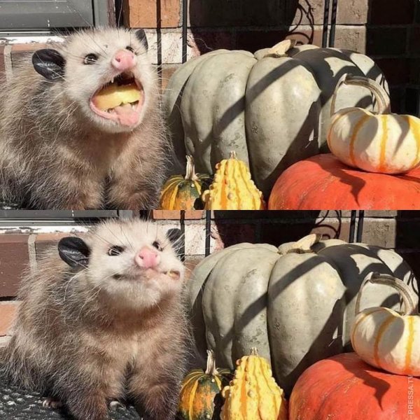 Смешной опоссум