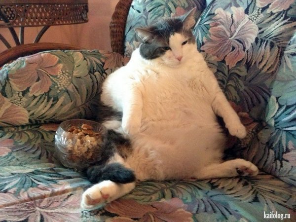 Котики толстые животики