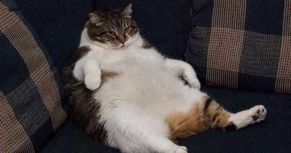 Обожравшийся кот