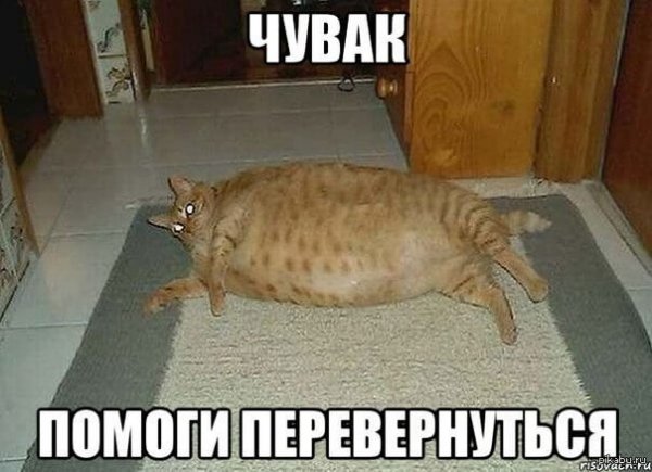Кот в тарелке