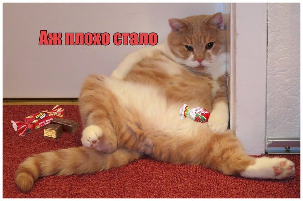 Объевшийся котенок
