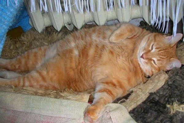 Обожравшиеся коты