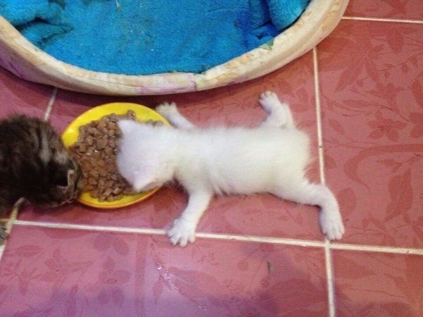Кот объелся