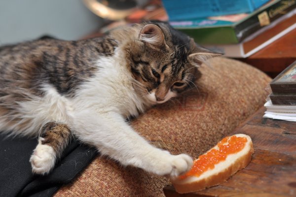 Кот объелся