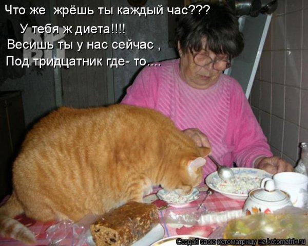 Жирный кот лежит