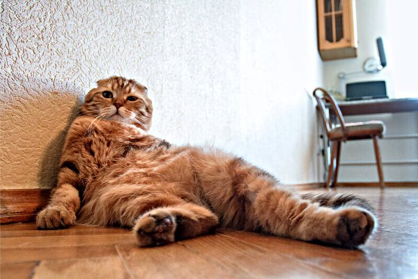 Кошка объелась