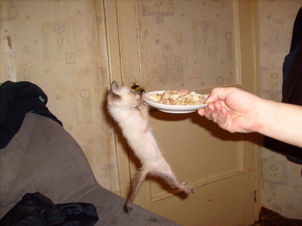Самые толстые коты