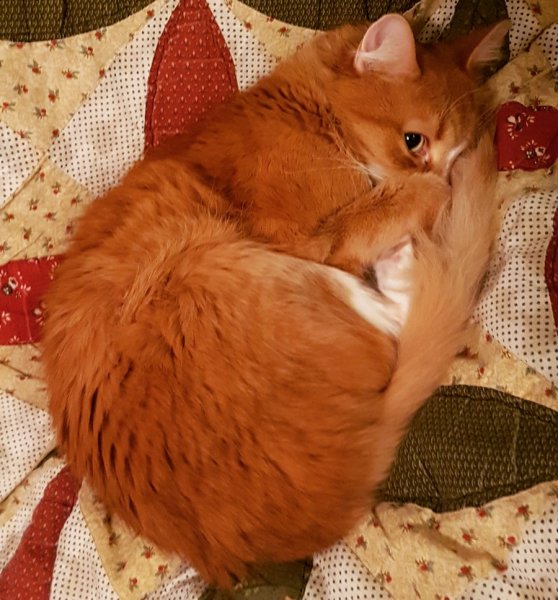 Кот отвернулся