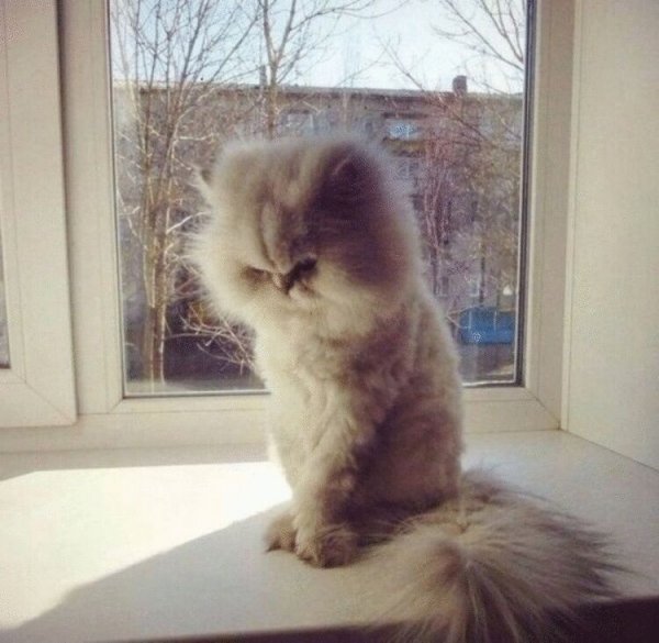 Котик обиделся
