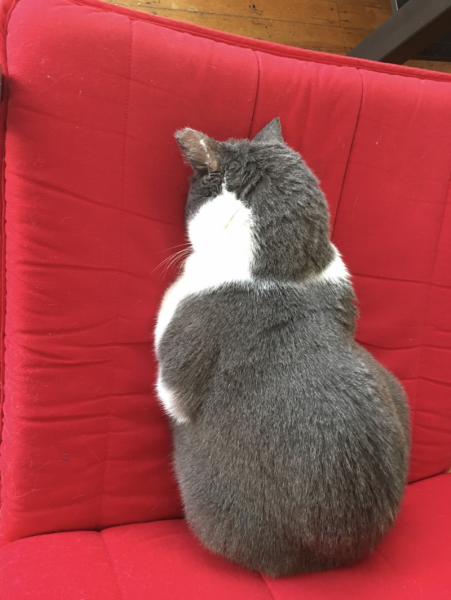 Кот отвернулся