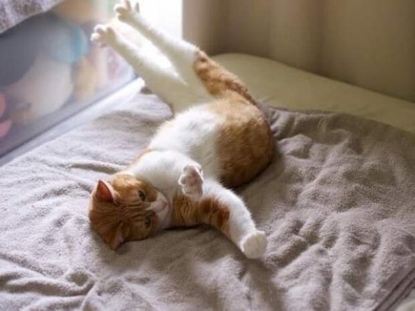 Кошачьи потягушки
