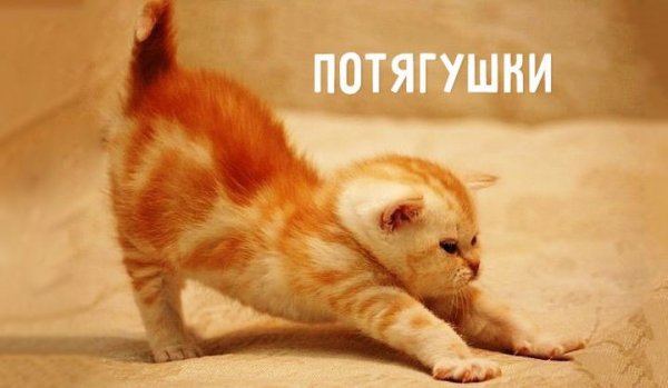 Потягушки котёнка