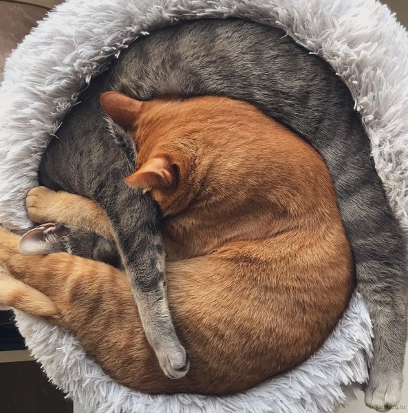 Самые смешные коты на планете