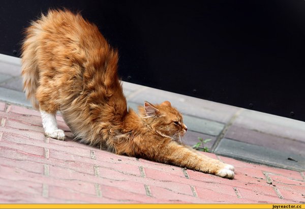 Кот выгнул спину
