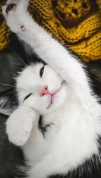 Кошачьи потягушки