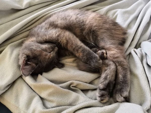 Кошачьи будни