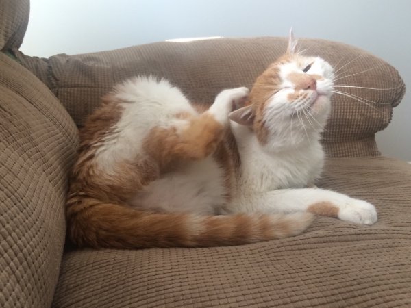 Утренний смешной кот