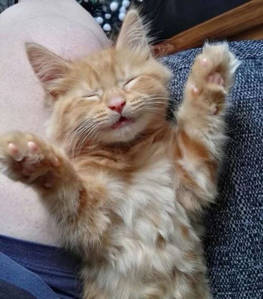 Утренние котики Веселые