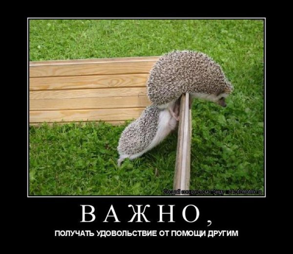 Демотиватор с ежиком