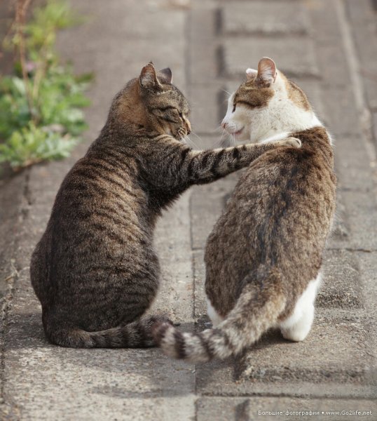 Котики болтают