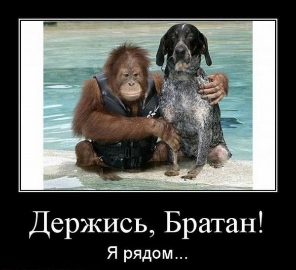 Держись дружище