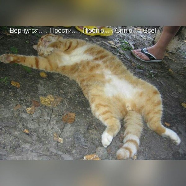 Смешные картинки про голодающих