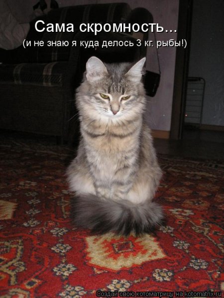 Скромность смешные картинки