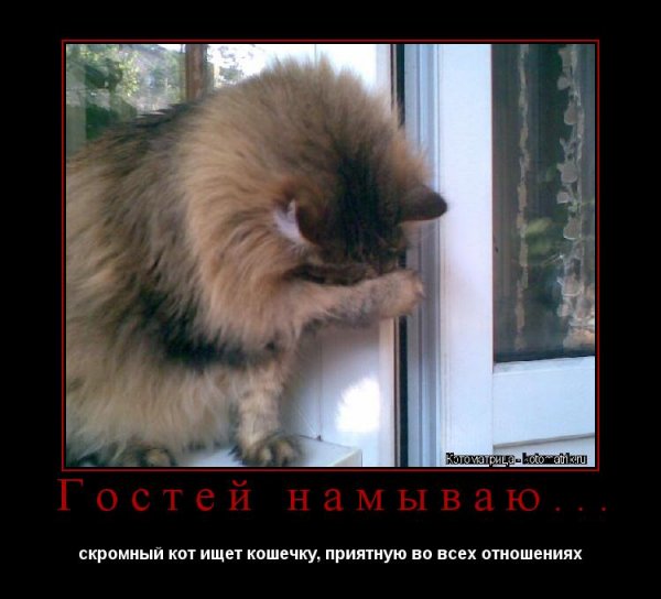 Скромность смешные картинки