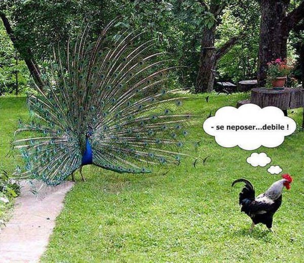 Юмор про павлина