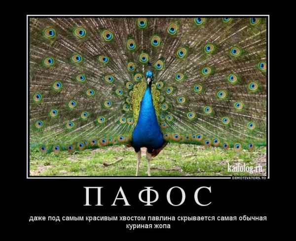 Смешной Павлин