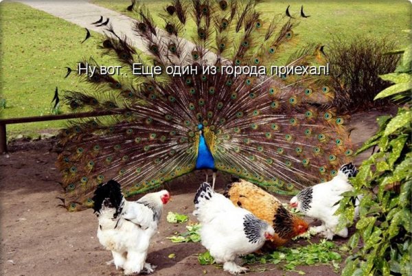 Павлин и курица