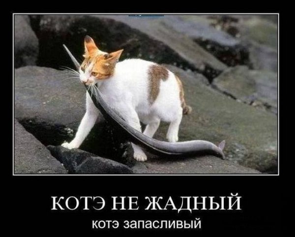 Жадный котик