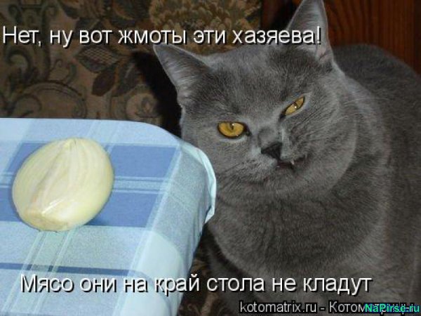 Кот жмот