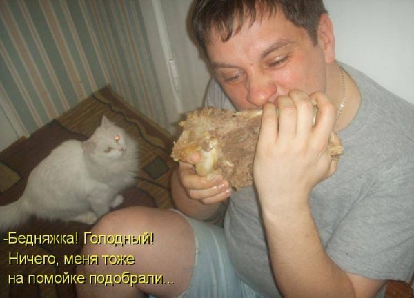 Кот и хозяин приколы