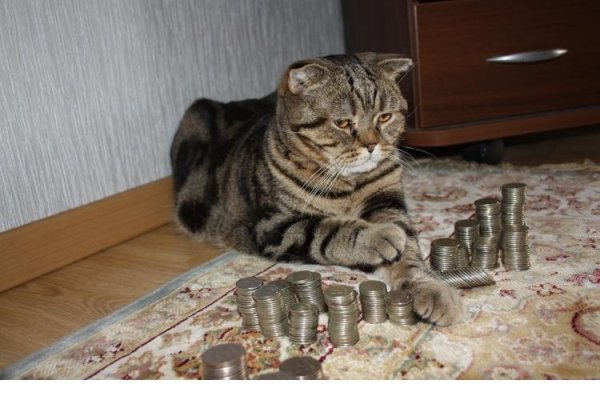 Кот жмот