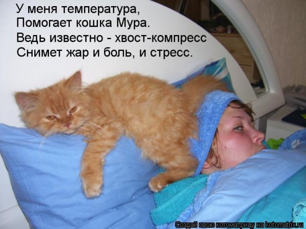 Кот с больной головой