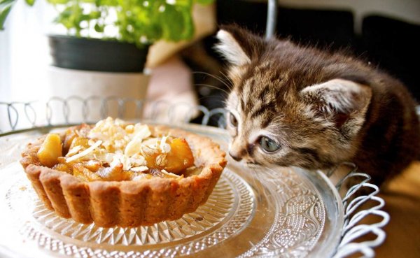 Кот с пирогом