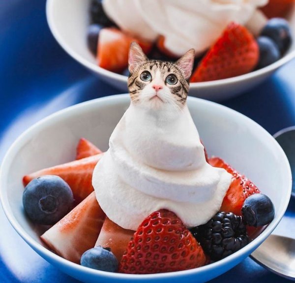Котики с едой