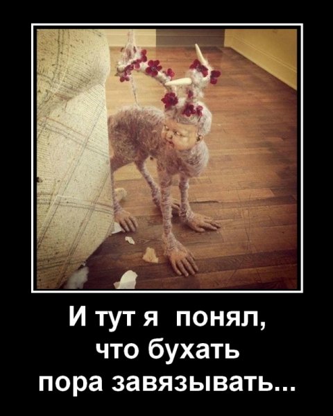 Картинки бухать приколы
