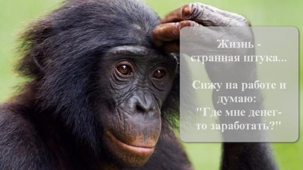 Фото с Цитатами смешные