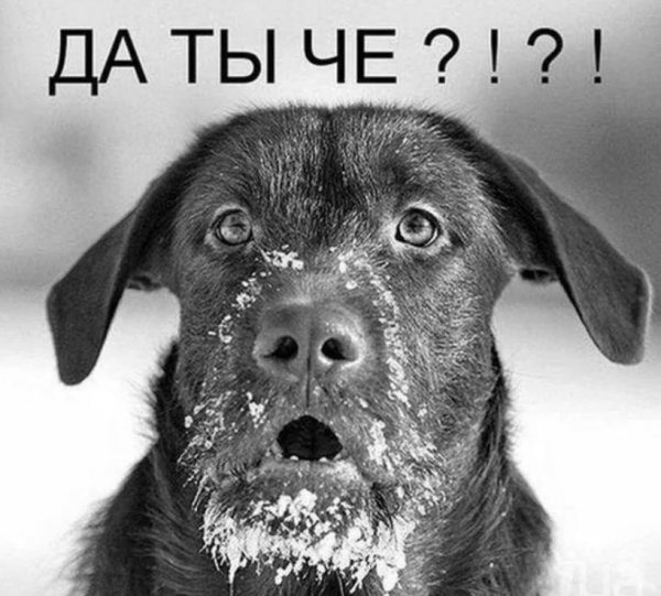 Да ты чё картинка