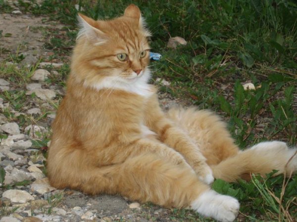 Кот забыл