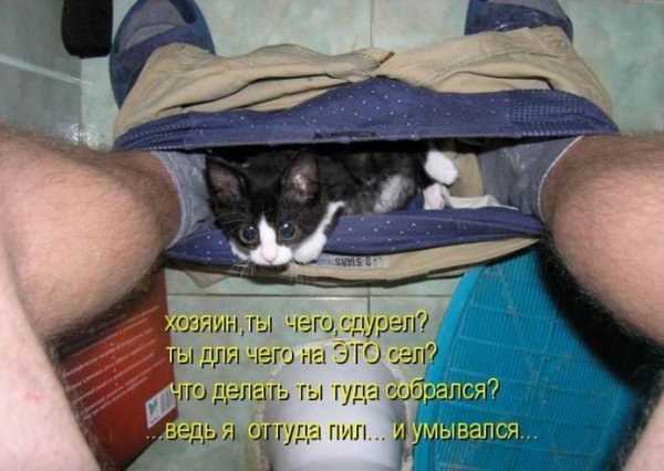 Кот в штанишках
