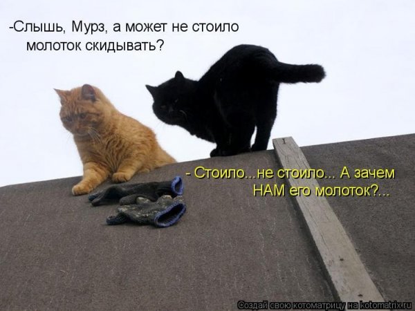 О котах с юмором