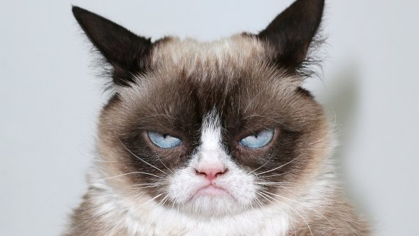Недовольный кот Grumpy Cat