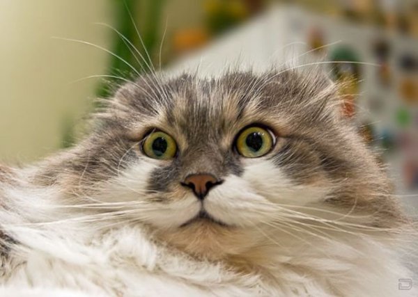 Котик возмущается