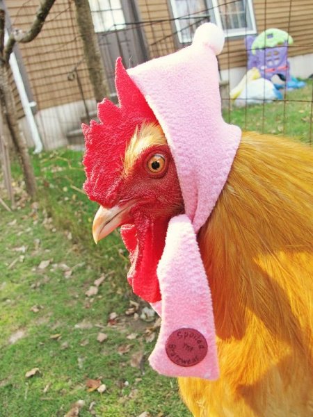 Шапочка курицы