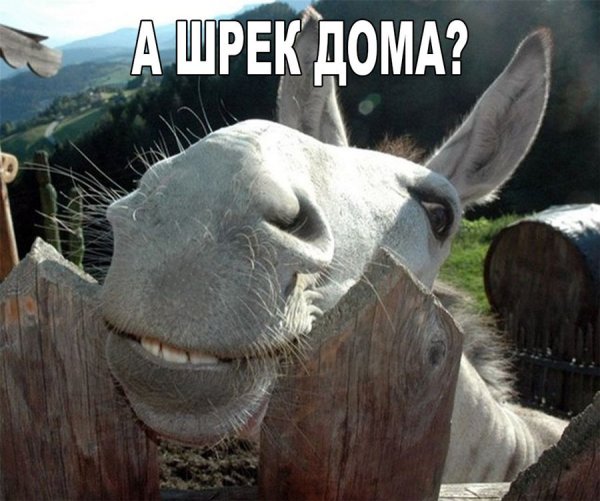 Уже приехали осел