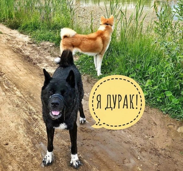 Я дурак картинки прикольные